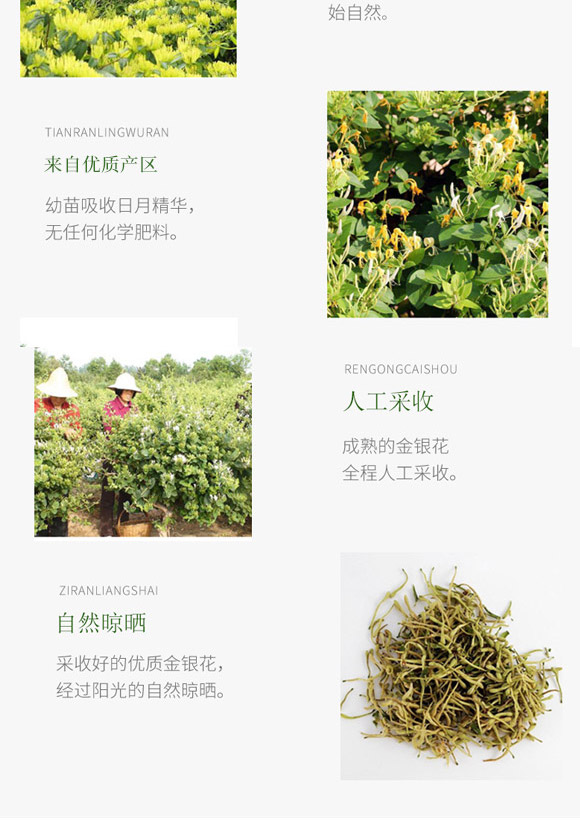 海南省威明食品有限公司-金銀花露_06 海南省威明食品有限公司-金銀花露_06