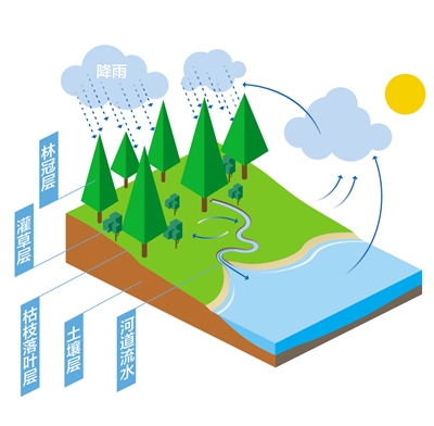 森林為什么是“水庫”？