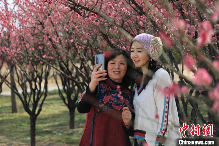 市民在梅花樹下拍照?！∴囆?qiáng) 攝