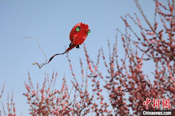 風(fēng)箏在花中飛舞?！∴囆?qiáng) 攝