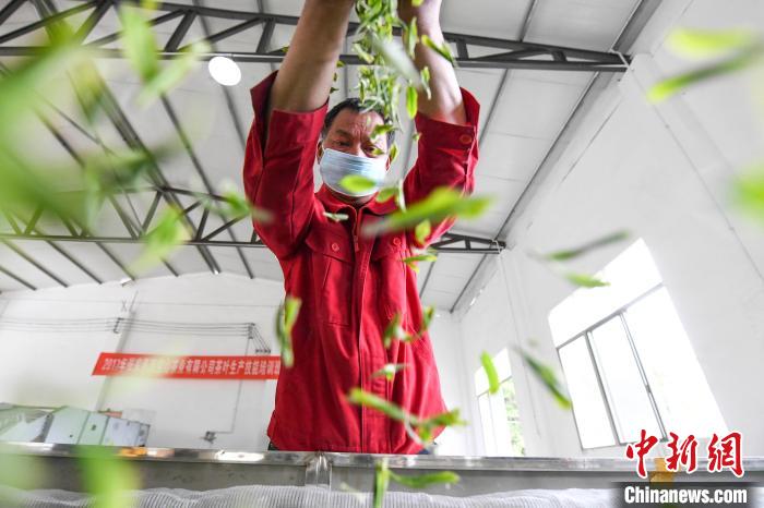 村民將茶葉攤青晾干?！钊A峰 攝