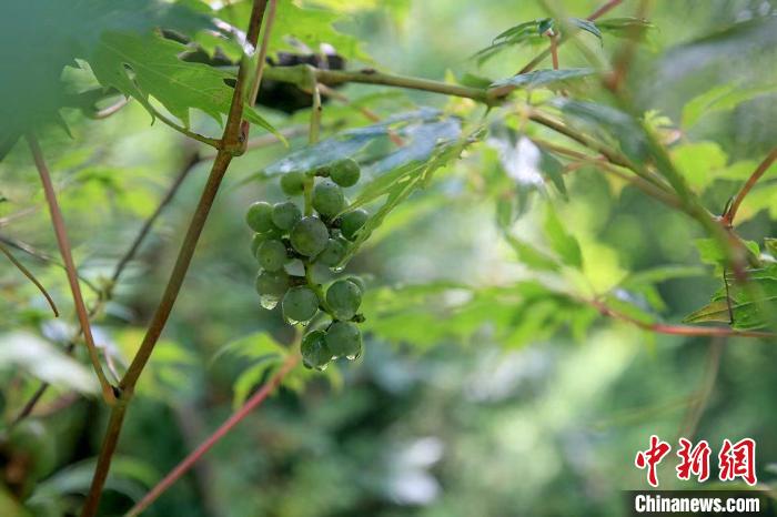 野生動物在北京：如何筑牢生物多樣性“保護(hù)網(wǎng)”？