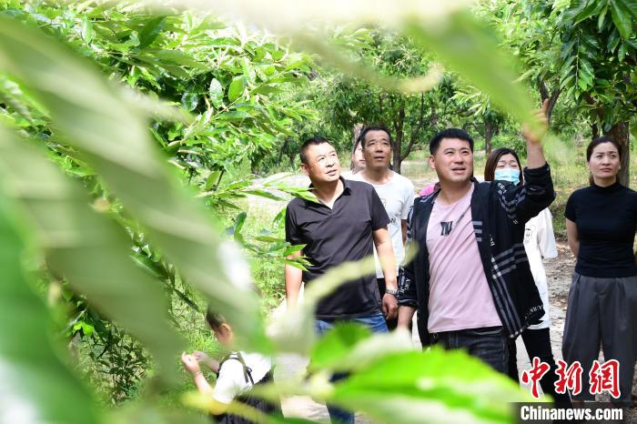 游客在欣賞栗樹(shù)花?！『略破?攝