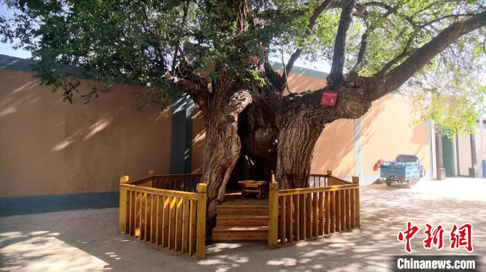 圖為阿河灘地質文化村樹齡高達800年的空心古榆樹?！埡ｖ?攝