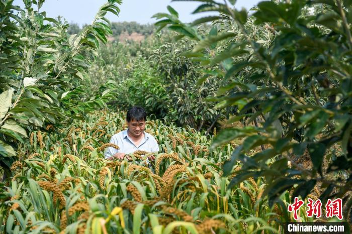 農(nóng)業(yè)專家劉正理正在查看谷子生長(zhǎng)情況?！≮w亮 攝