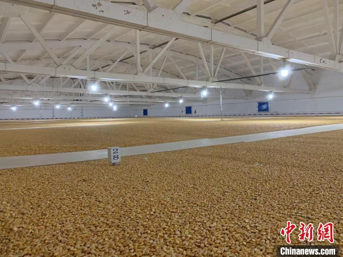 倉(cāng)內(nèi)清涼干爽、遍地金黃，上千平方米的糧食盡收眼底?！⊥趸萘?攝