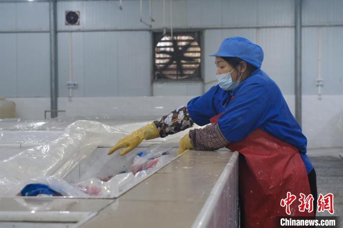 圖為一名工人正在檢查酸筍腌制情況?！⒖÷?攝