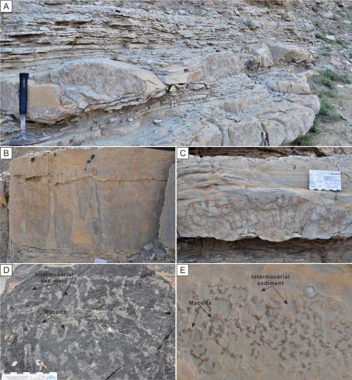 寒武系生物礁沉積模式示意圖?！∧瞎潘?供圖