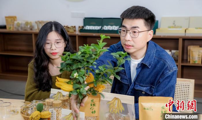 北山口村的佛手電商直播?！≈鬓k方供圖