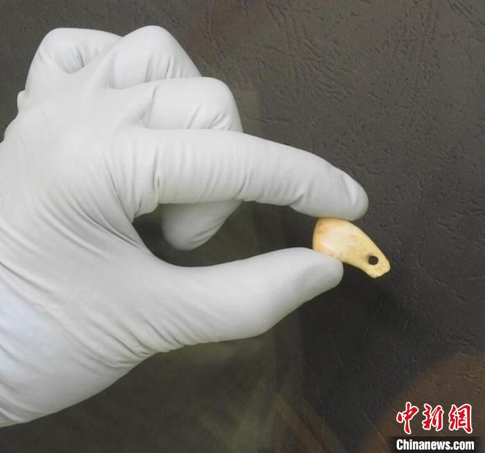 打孔鹿牙墜飾提取DNA后(圖片來自馬克斯·普朗克演化人類學(xué)研究所)?！∈┢樟指瘛ぷ匀?供圖