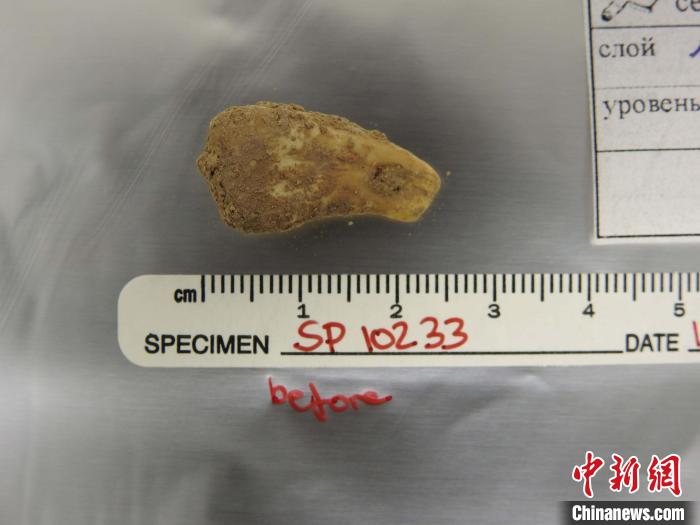 打孔鹿牙墜飾提取DNA前(圖片來自馬克斯·普朗克演化人類學(xué)研究所)。　施普林格·自然 供圖