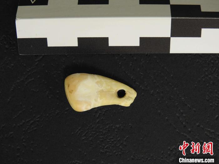 在南西伯利亞丹尼索瓦洞發(fā)現(xiàn)的打孔鹿牙墜飾(圖片來自馬克斯·普朗克演化人類學(xué)研究所)?！∈┢樟指瘛ぷ匀?供圖