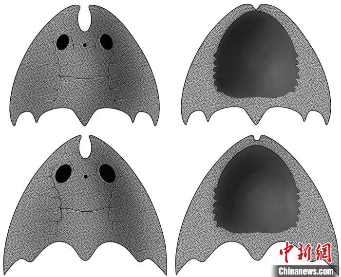 九江江夏魚(上)和后棘江夏魚(下)(史愛娟/繪)?！≈锌圃汗偶棺邓?供圖