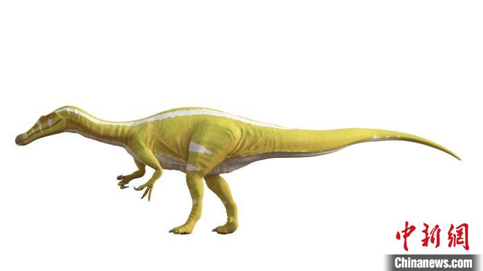 棘龍類新物種Protathlitis cinctorrensis(圖源Grup Guix)。　施普林格·自然 供圖