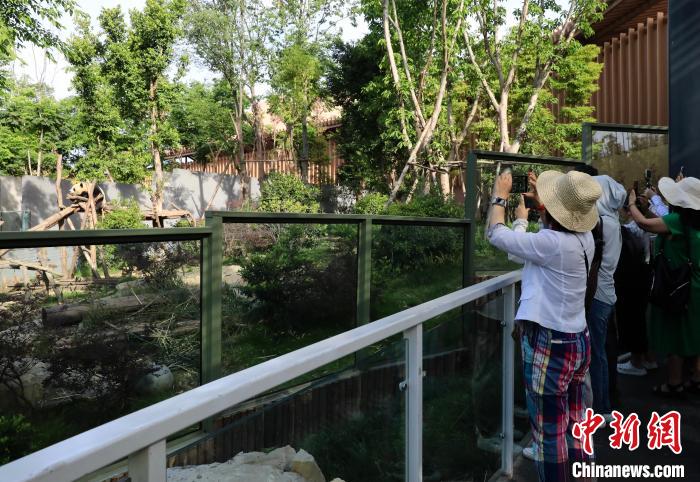 海外華文媒體近距離參觀大熊貓，探尋大熊貓的“大運情緣”?！⊥趵?攝