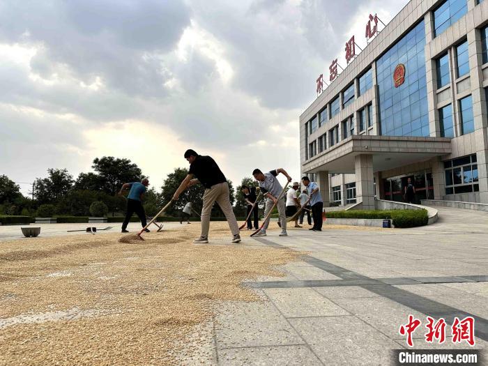 平原縣組織志愿者幫助農(nóng)民晾曬小麥。　張偉 攝