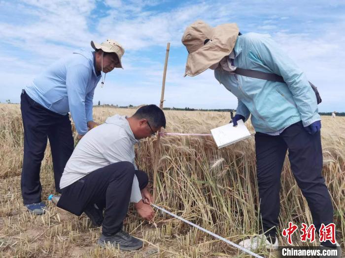 去年新疆冬小麥高產(chǎn)紀錄是863.8公斤?！⊙Μ| 攝