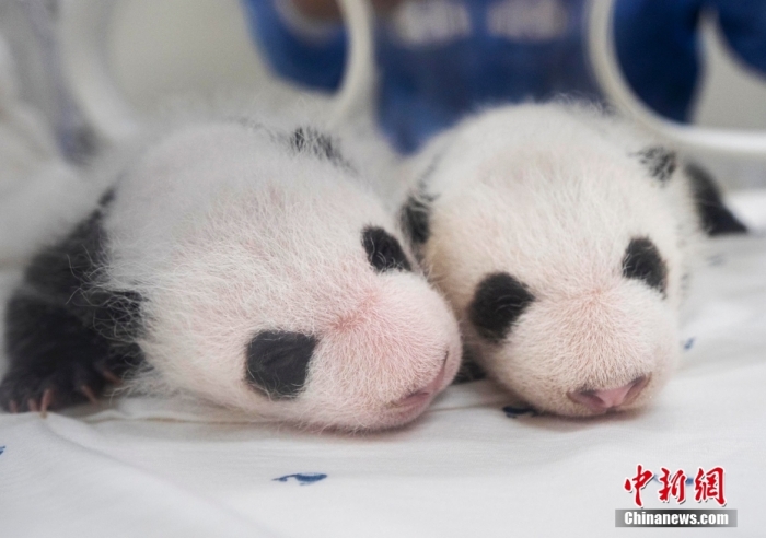 當?shù)貢r間8月7日，韓國三星愛寶樂園公布雌性雙胞胎大熊貓幼崽(左為姐姐，右為妹妹)于6日拍攝的滿月照。愛寶樂園 供圖