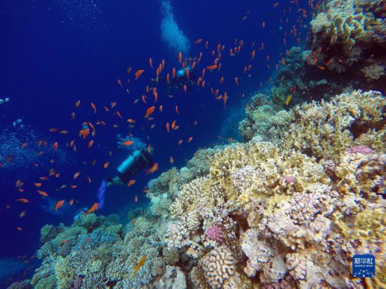  10月2日，人們在埃及西奈半島達(dá)哈布藍(lán)洞內(nèi)的珊瑚旁深潛。新華社記者 隋先凱 攝