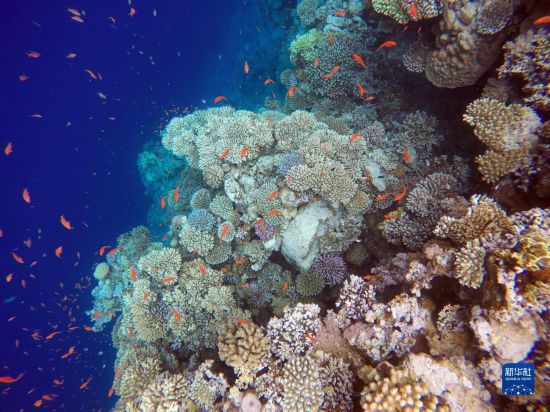  這是10月2日在埃及西奈半島達(dá)哈布藍(lán)洞內(nèi)拍攝的珊瑚和魚類。新華社記者 隋先凱 攝