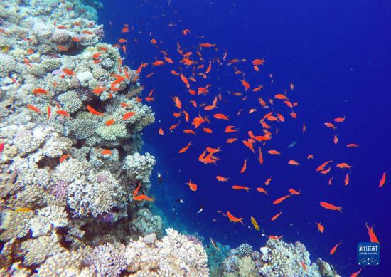  這是10月2日在埃及西奈半島達(dá)哈布藍(lán)洞內(nèi)拍攝的珊瑚和魚類。新華社記者 隋先凱 攝