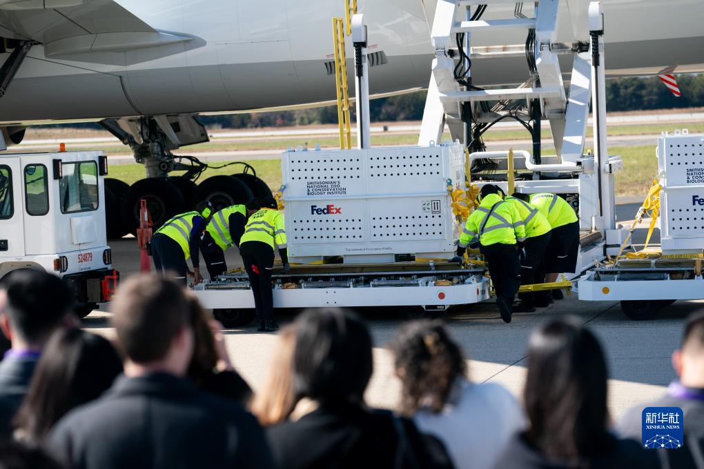 11月8日，在美國(guó)弗吉尼亞州的華盛頓杜勒斯國(guó)際機(jī)場(chǎng)，裝有大熊貓的特制“旅行包廂”準(zhǔn)備運(yùn)上專機(jī)。新華社記者劉杰攝