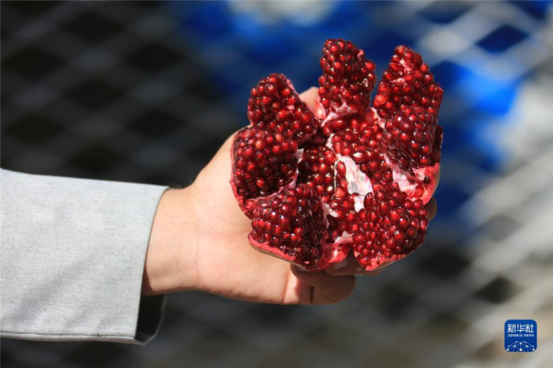 11月10日，在阿富汗首都喀布爾，商販展示產(chǎn)自阿富汗南部坎大哈省的石榴。新華社發(fā)（塞夫拉赫曼·薩菲攝）