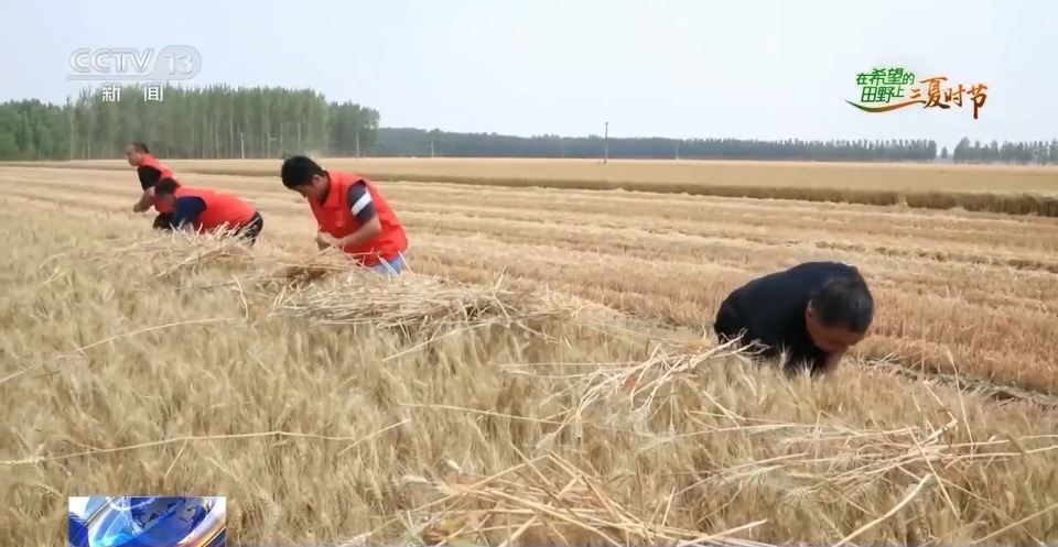 “三夏”生產(chǎn)思維導(dǎo)圖安排上了！還有政府大院等你來“曬”