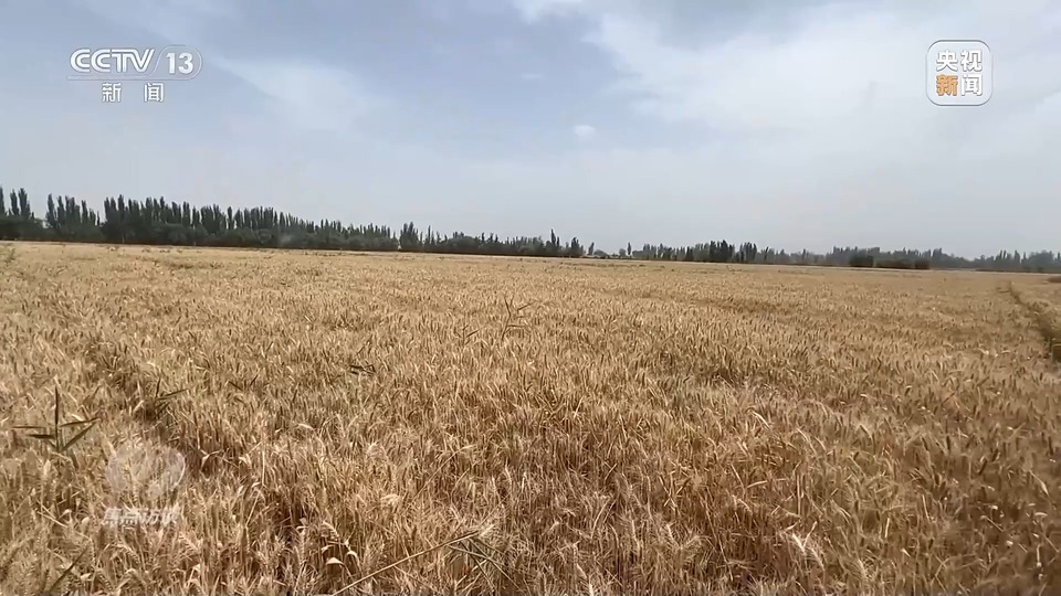 焦點(diǎn)訪談丨一粒良種 萬擔(dān)好糧 探索農(nóng)作物高產(chǎn)高質(zhì)“新密碼”