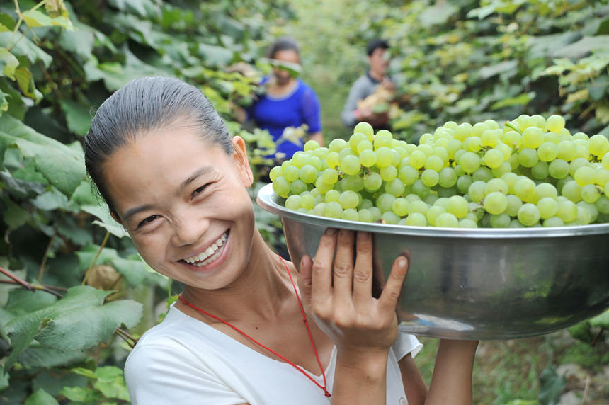 “關(guān)口葡萄谷”正成為花坪鎮(zhèn)域經(jīng)濟(jì)發(fā)展的重要增長點(diǎn)。