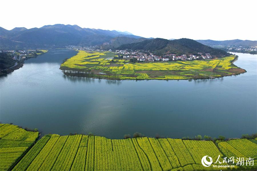 春江水暖，油菜花開。人民網(wǎng) 李芳森攝