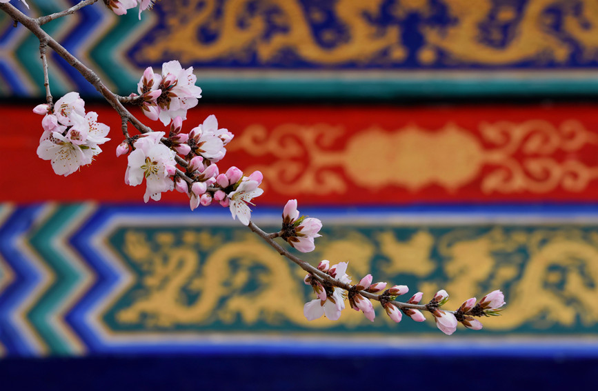 “云”賞桃花相映紅。紅橋區(qū)委宣傳部供圖