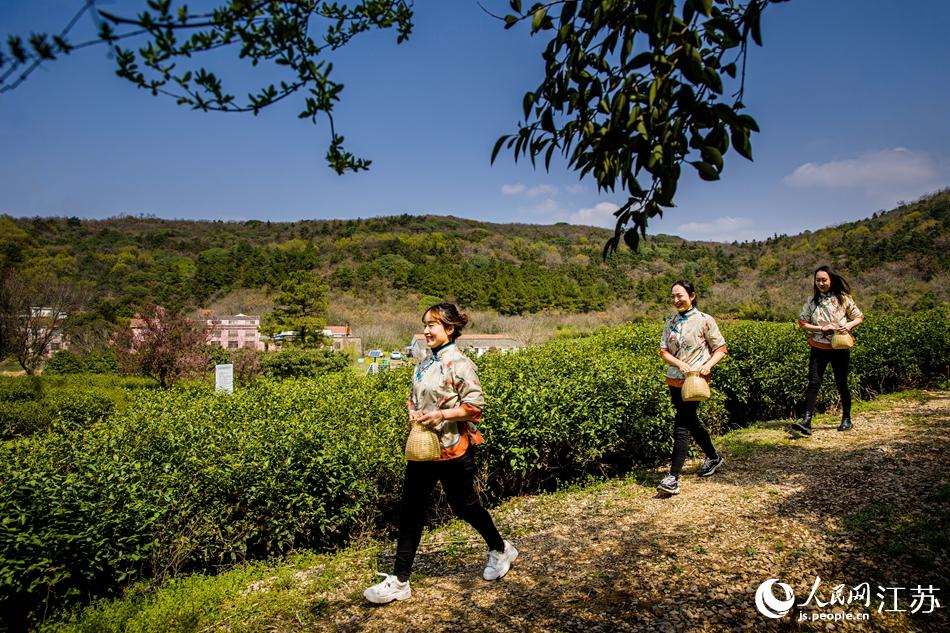 茶農(nóng)走進(jìn)茶園。浦克承攝
