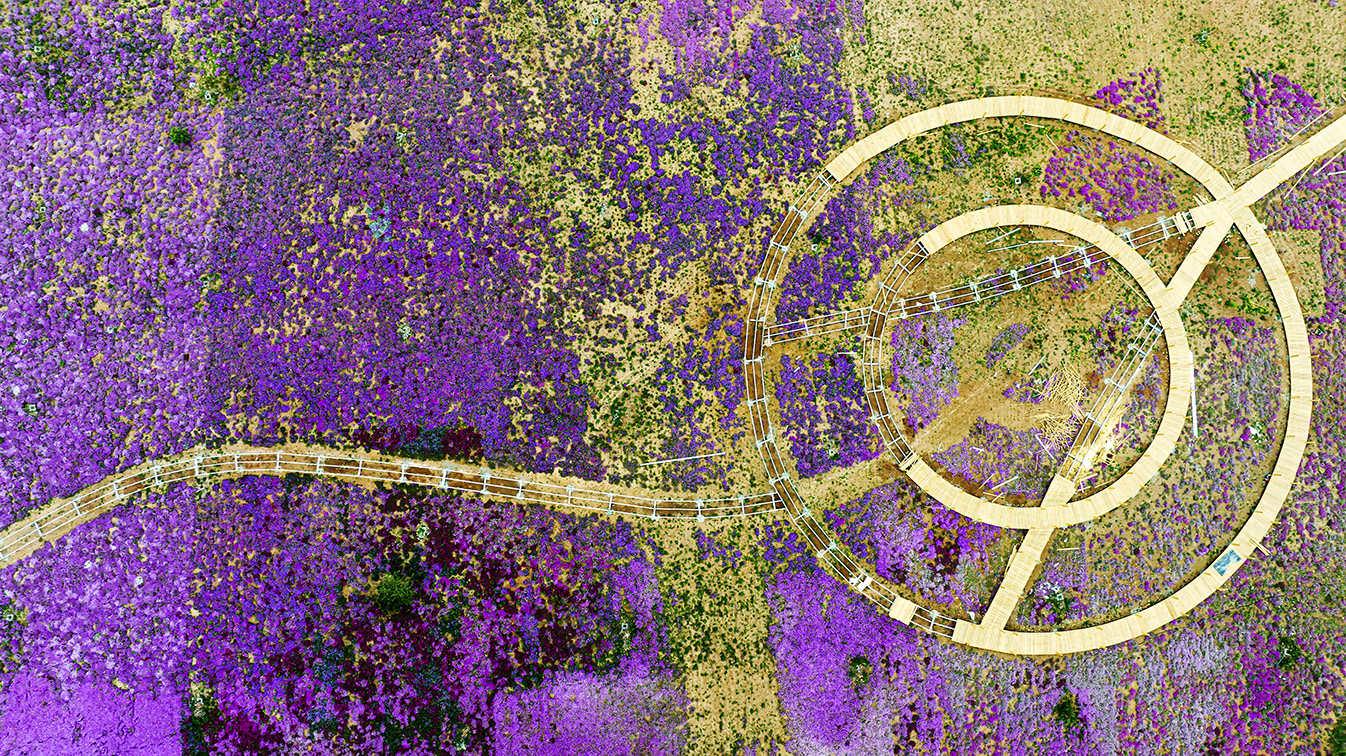 邯鄲市復(fù)興區(qū)德豐生態(tài)園的300畝芝櫻花進(jìn)入最佳觀賞期。放眼望去，五彩音符和豎琴造型下的芝櫻花恰似披上了一層色彩斑斕的錦緞，蔚為壯觀。聶長(zhǎng)青攝