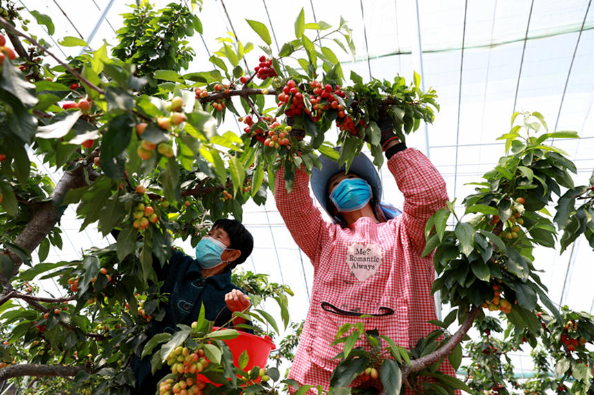 河北省邢臺(tái)市任澤區(qū)東古城村果農(nóng)在大棚里采摘櫻桃。 宋杰攝