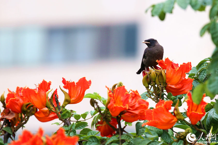 一只小鳥在火焰木花朵間眺望。人民網(wǎng) 陳博攝