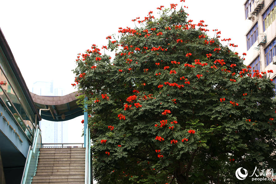 廈門市金榜公園BRT站旁的火焰木。人民網(wǎng) 陳博攝