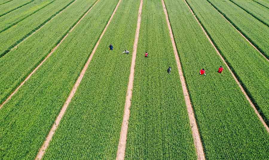 山東省鄒平市蔡家村高標(biāo)準(zhǔn)農(nóng)田，農(nóng)民在進行去雜作業(yè)。