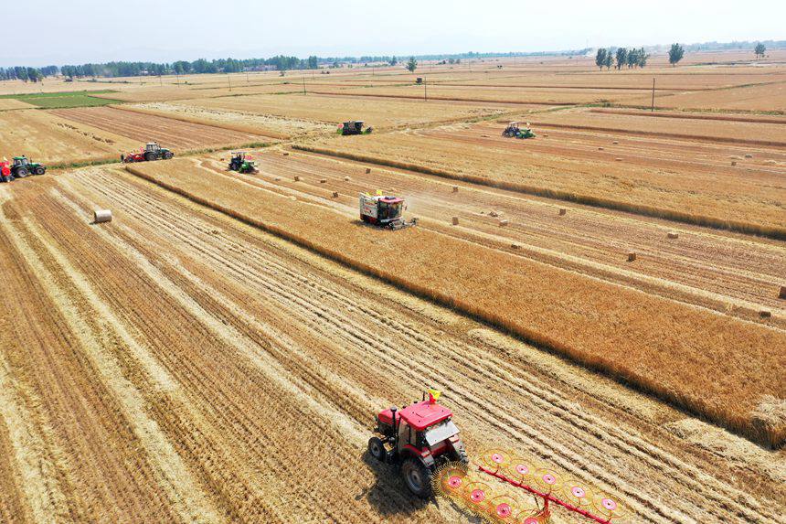 收割現(xiàn)場。吳波攝