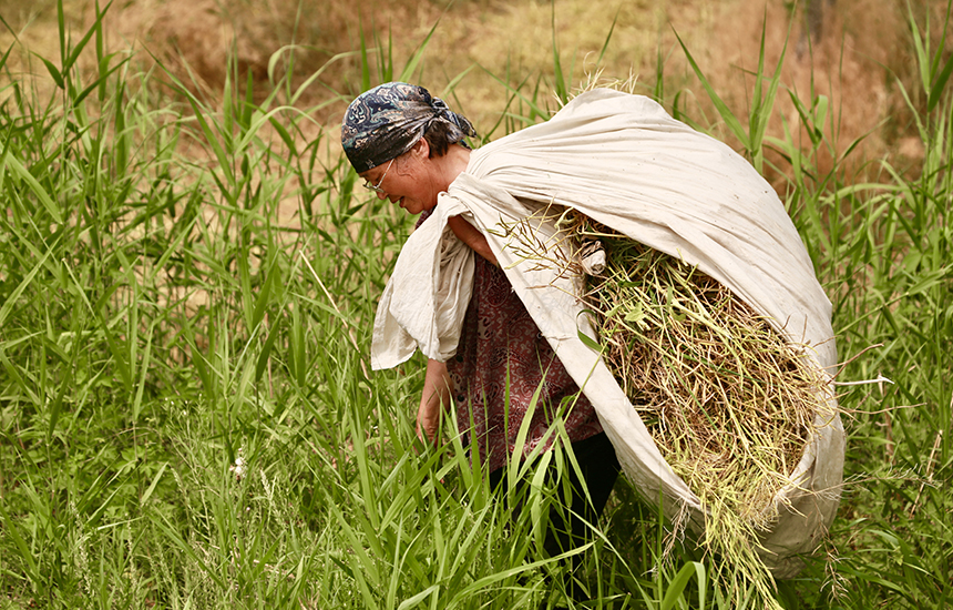 村民在收割油菜花，臉上綻放著豐收的喜悅。陳英華攝