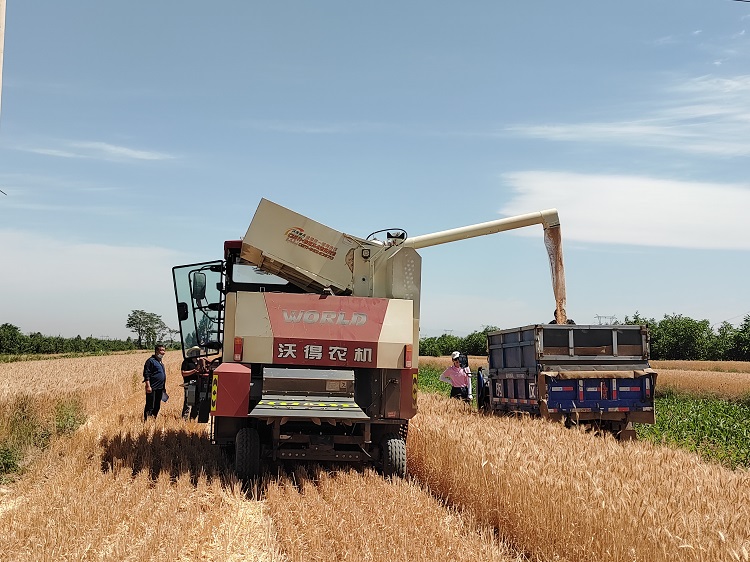 臨汾市堯都區(qū)賈得鄉(xiāng)大王村麥?zhǔn)宅F(xiàn)場。劉婷婷攝