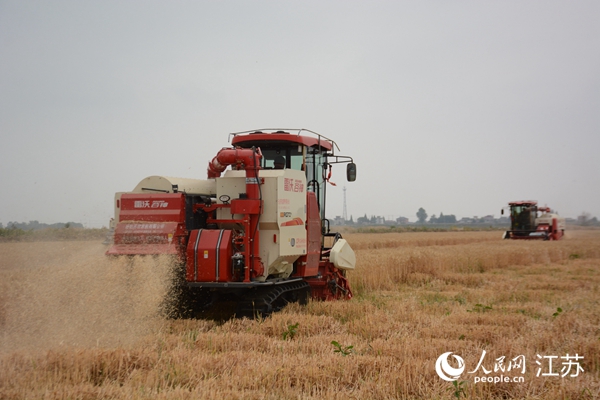 5月下旬，勝利圩高標準農(nóng)田內(nèi)，大型收割機作業(yè)。韋東寧攝