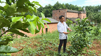 泉塘村村民正在修剪柚子樹樹枝。單位供圖