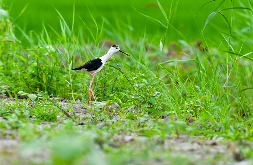 生態(tài)綠屏修復(fù)完成，吸引眾多野生動(dòng)物在此棲息繁衍。翟鑫彬攝