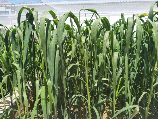 河北省張家口農(nóng)科院試驗(yàn)田中的“張雜谷”正在茂盛生長(zhǎng)。 受訪(fǎng)者供圖