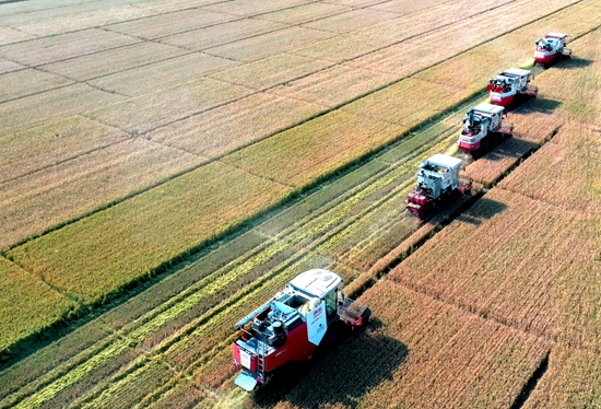 今年6月，河北省衡水市阜城縣碼頭鎮(zhèn)戈家墳村的麥田里，大型聯(lián)合收割機(jī)“組團(tuán)”作業(yè)。 苗鳳強(qiáng)攝