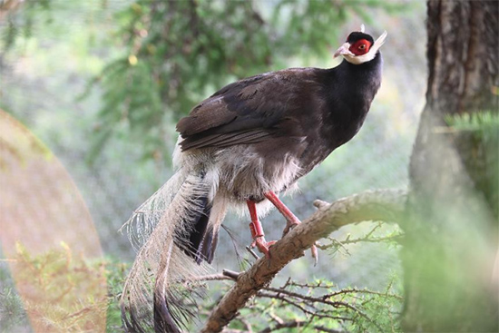 小五臺(tái)山國(guó)家級(jí)自然保護(hù)區(qū)繁育基地中的褐馬雞。姚偉強(qiáng)攝