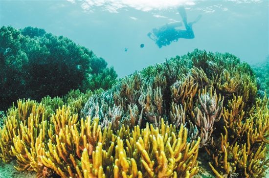 在三亞蜈支洲島附近海域，游客在體驗(yàn)海底美景。 本報(bào)記者 武威 通訊員 韋尚婷 攝