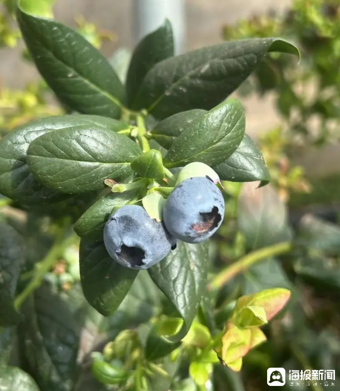 西瓜、藍(lán)莓、草莓上高原！山東濰坊援藏組因地制宜打造特色蔬菜發(fā)展中心