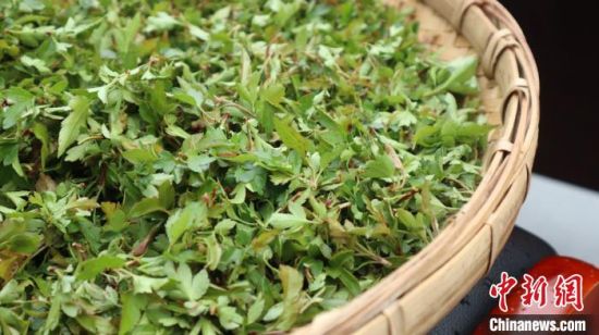 圖為班瑪藏雪茶?！O睿 攝